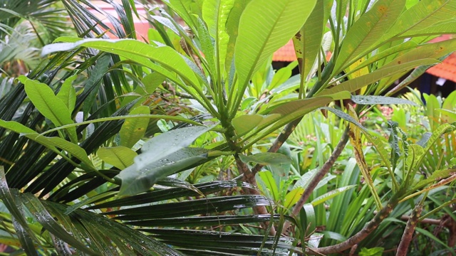 明亮的太阳耀斑穿过美丽的绿叶在加勒比海的雨林视频下载