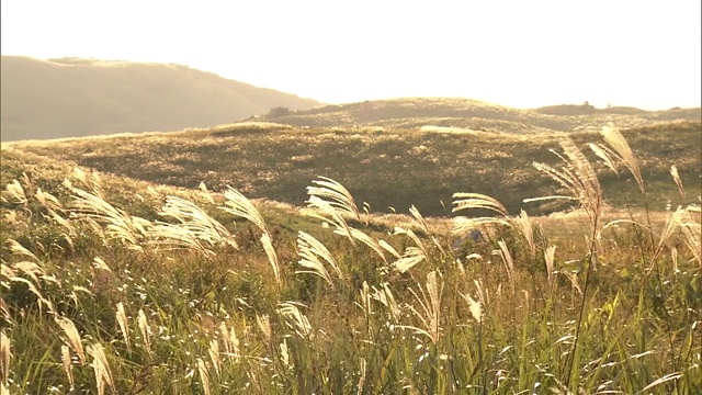 龙须草在秋吉代高原的夕阳下视频素材