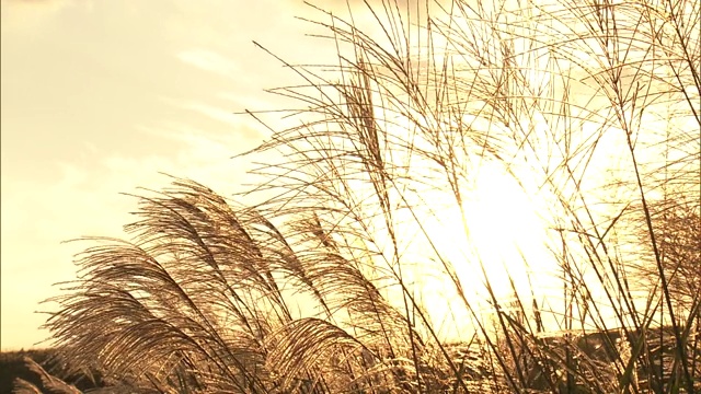 龙须草在秋吉代高原的夕阳下。视频素材