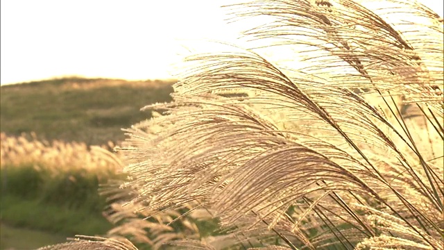 龙须草在秋吉代高原的夕阳下视频素材