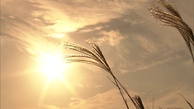 龙须草在秋吉代高原的夕阳下视频素材