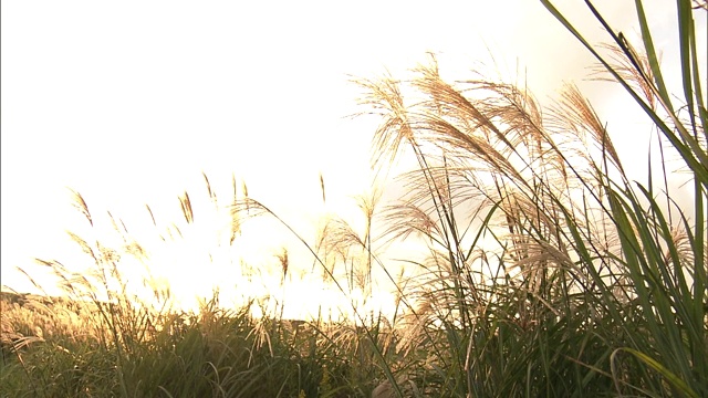 龙须草在秋吉代高原的夕阳下视频素材