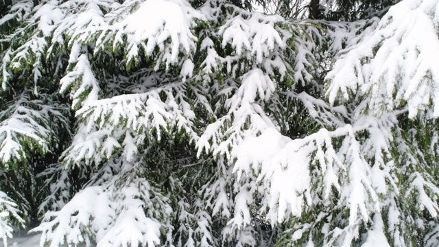 冬天喀尔巴阡的冷杉树在雪地里视频素材