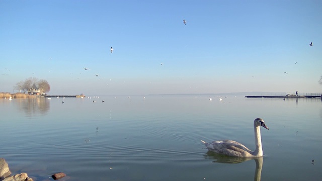 在凯瑟斯莱镇散步的匈牙利巴拉顿湖上，沉默的天鹅和许多海鸥飞过水面视频素材