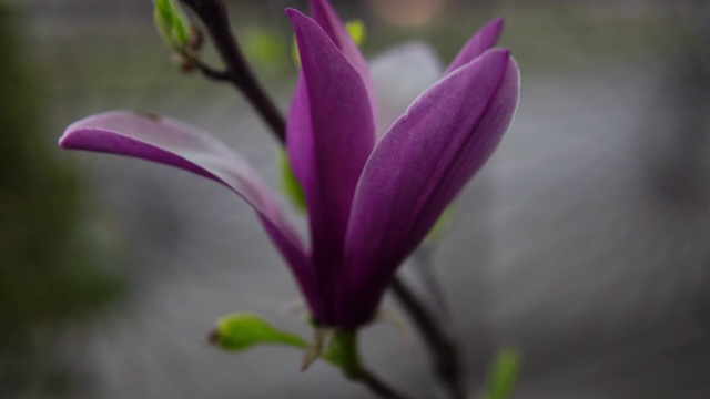 粉玉兰的花蕾，粉玉兰的花，粉玉兰，粉玉兰的花在树枝上，白玉兰的树开花，粉玉兰的花在天空的背景视频素材