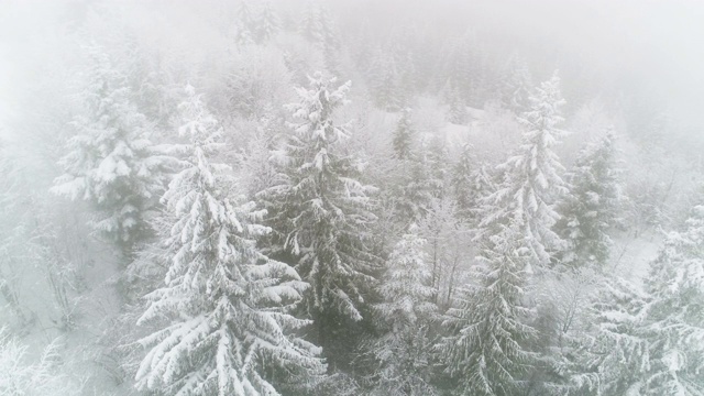 冬天喀尔巴阡的冷杉树在雪地里视频素材