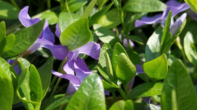 花园里盛开的长春花特写视频素材