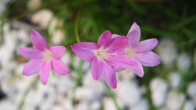 粉红色的风信子或雨百合花在花园与白色卵石小路的背景视频素材