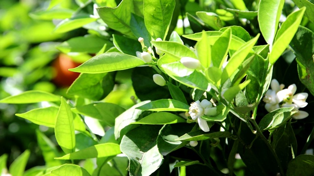 美丽的橘子花和花在橘子树在阳光明媚的夏季季节视频下载