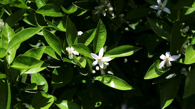 美丽的橘子花和花在橘子树在阳光明媚的夏季季节视频下载