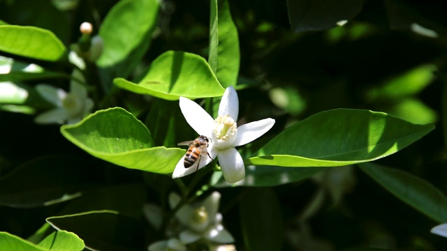 在夏季或春季阳光明媚的日子里，飞行的蜜蜂从桔子花或花上采集花粉、花蜜视频下载