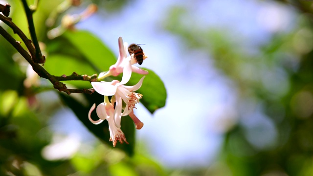 在夏季或春季阳光明媚的日子里，蜜蜂从柠檬花或花中采集花粉和花蜜视频素材