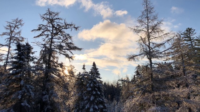 时间流逝镜头的针叶树在Rangeley，缅因州美国在一个下雪的春天的早晨视频素材