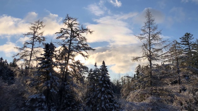 时间流逝镜头的针叶树在Rangeley，缅因州美国在一个下雪的春天的早晨视频素材