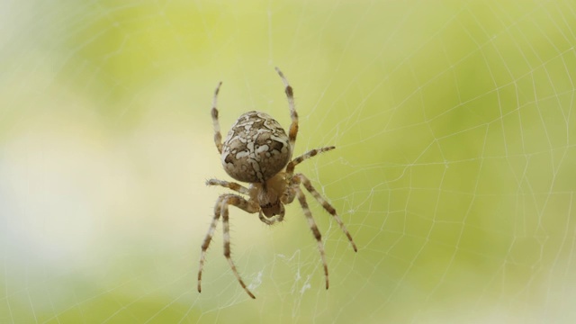 自然界的蜘蛛网上的蜘蛛视频素材