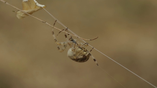 自然界的蜘蛛网上的蜘蛛视频素材