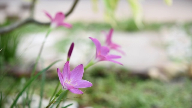 粉红色的风信子或雨百合花在花园与白色卵石小路的背景视频素材