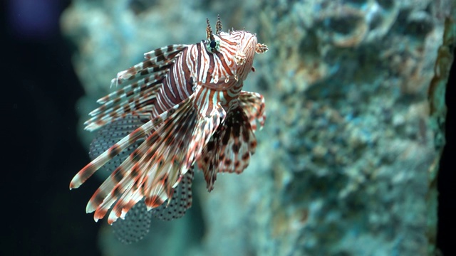 水族馆里五颜六色的狮子鱼。视频素材