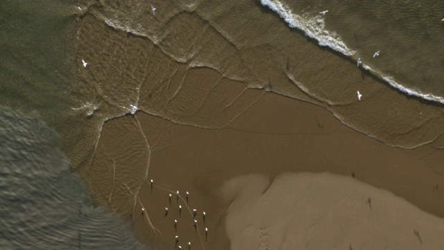 海滩-空中拍摄-鸟群视频素材