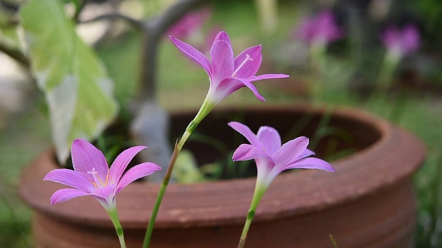 粉红色的风信子或雨百合花在花园与白色卵石小路的背景视频素材