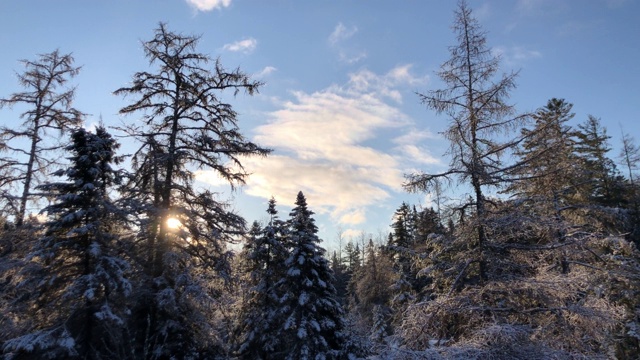 在美国缅因州兰吉利附近的春天，美丽的雪覆盖的树木的镜头视频素材