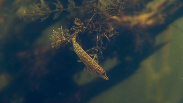 小梭鱼(Esox lucius)视频素材