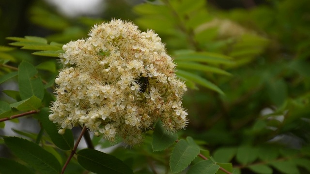 Maikäfer(金龟子)甲虫栖息在开花的树枝上视频下载