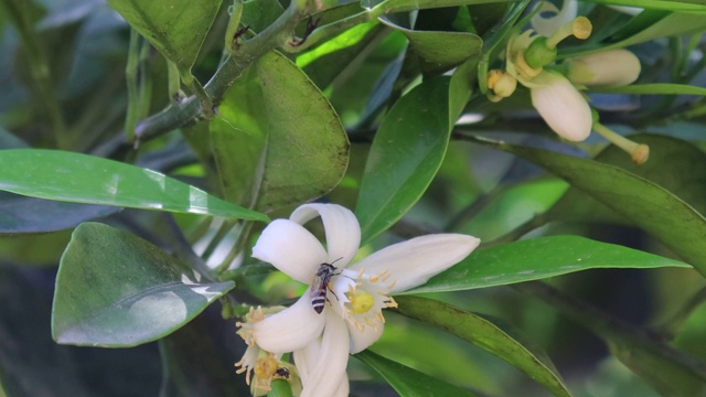 蜜蜂在柠檬花上视频素材