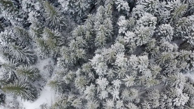 空中俯瞰拍摄的冬季云杉和松树林。被雪覆盖的树视频素材