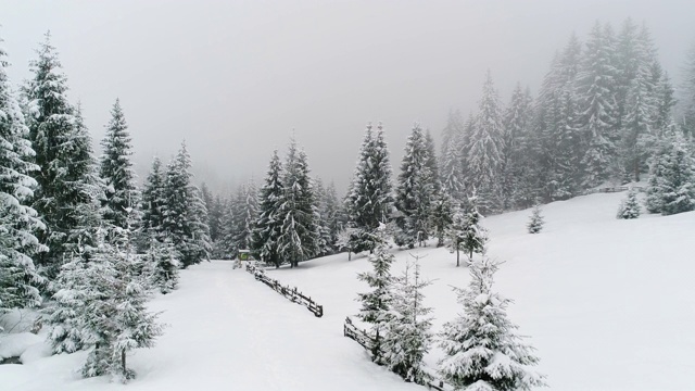 冬天喀尔巴阡的冷杉树在雪地里视频素材