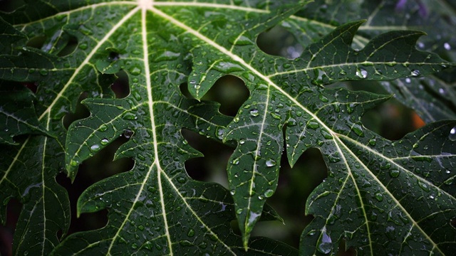 雨季，水滴落在树叶上视频素材