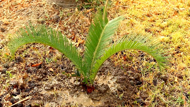 人种植苏铁属植物视频素材