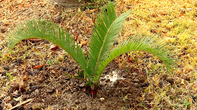 人种植苏铁属植物视频素材