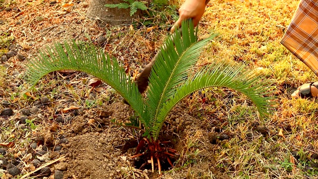 人种植苏铁属植物视频素材