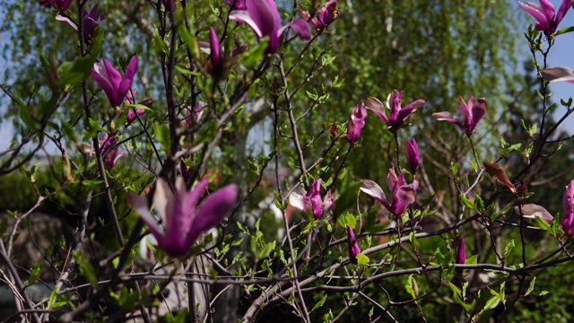 花的粉玉兰、粉玉兰、粉玉兰开在树枝上，玉兰树开花了视频素材