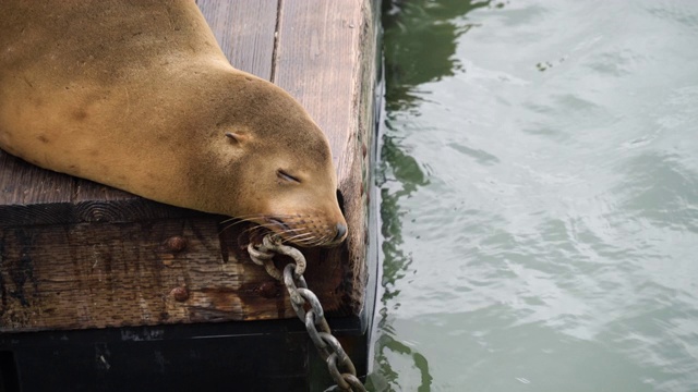 睡觉的海狮视频素材