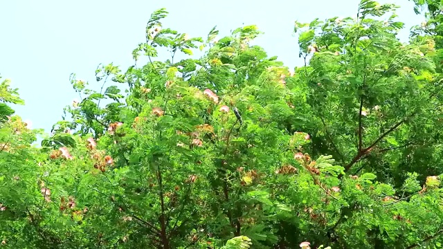 雨树，东印度核桃，猴荚粉花和天空视频素材