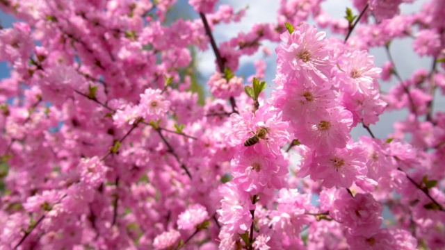 蜜蜂在樱花树上视频素材