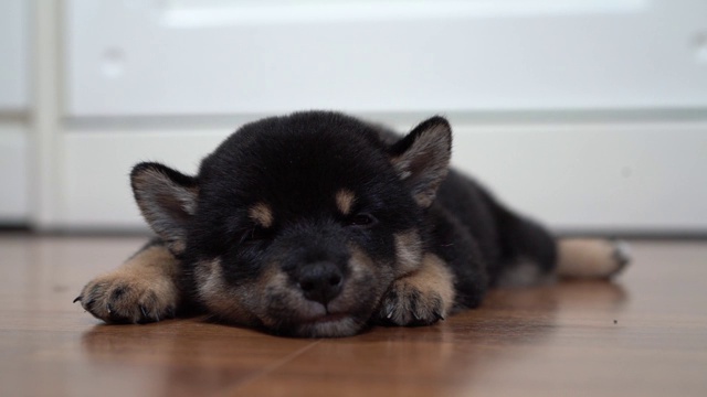 黑柴犬睡着了，注意地摇着耳朵。柴犬是世界闻名的日本犬种。小狗柴犬睡着了。视频素材