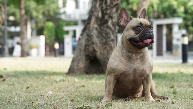 法国斗牛犬视频素材