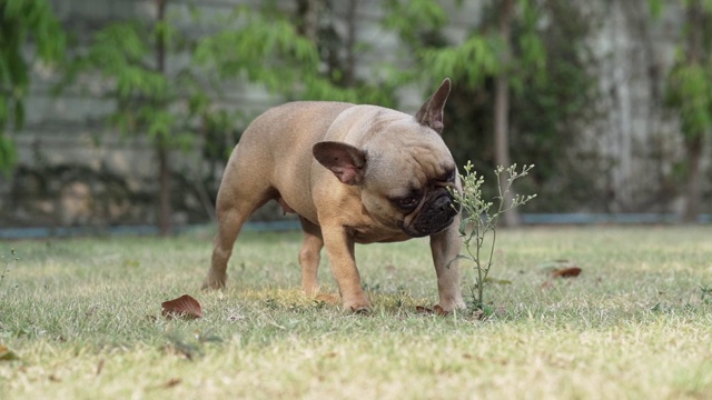 法国斗牛犬视频素材