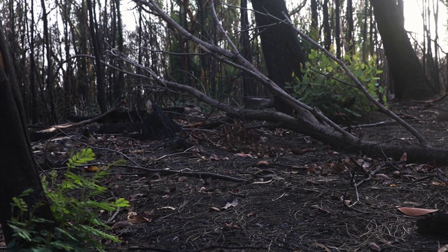 野火破坏的森林显示出再生和复壮视频下载