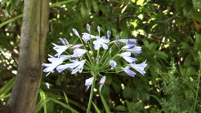 蓝色的漂亮的花视频素材