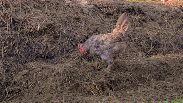 公鸡在一堆稻草中啄食视频素材