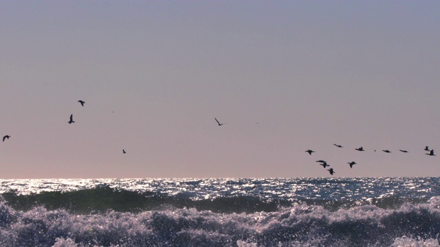 海鸥飞过海浪视频素材