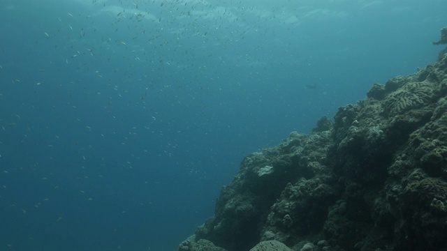 一大群银边鱼在海底暗礁里游泳视频素材