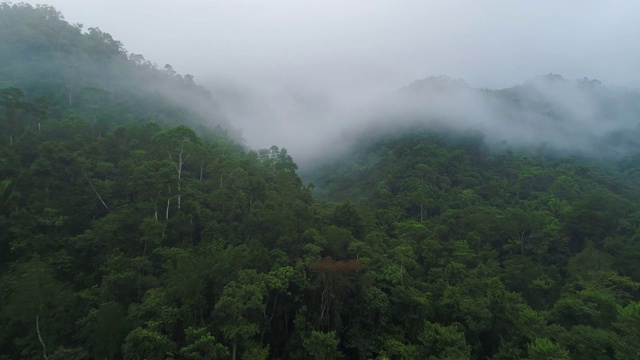 在云雾弥漫的丛林上空飞翔视频下载