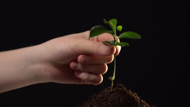 近距离的小植物在少量的土壤孤立的黑色背景。一个人把一棵根部长在地面上的植物取出来。32、生态理念，保护环境，破坏珍稀植物视频下载