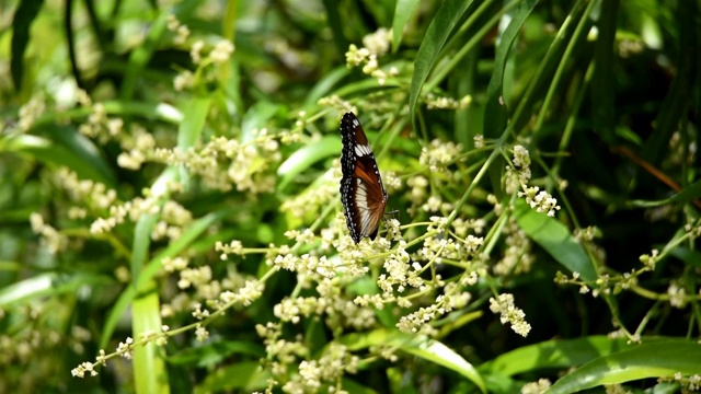 黑色和白色的蝴蝶在花蕾上面正在绽放，它们扇动着宽大的翅膀视频素材