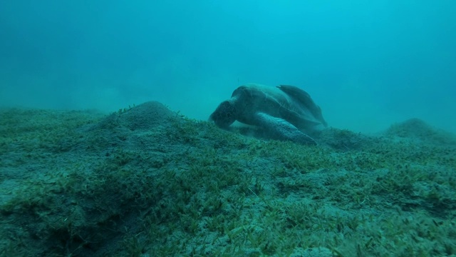 慢镜头，海龟在沙滩上吃着绿色的海草，背景是蓝色的海水和阳光。相机放大。绿海龟(Chelonia mydas)和鮣鱼(Echeneis naucrates)视频素材